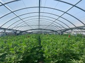 California's marijuana market: From high hopes to 'complete failure'
