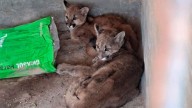 Añatuya: dos pumas fueron rescatados y trasladados en la Fundación Mundo Sano