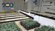 Balance de operaciones contra la marihuana: 26 detenidos y más de 3.000 plantas intervenidas