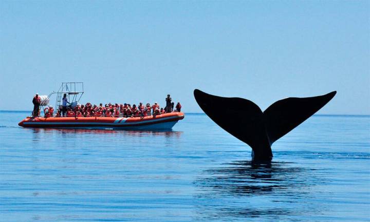 Madryn lanza promociones y beneficios para la temporada de ballenas