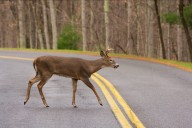 WVDNR to Conduct Nighttime Deer Surveys Across State