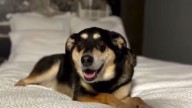 Shy Shelter Dog Struggled To Adjust Until A Massachusetts Volunteer Made A Big Difference