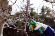 ¿Qué hago si las ramas del árbol de mi vecino crecen hacia mi jardín? Quién es responsable de podarlo y cómo presento una queja