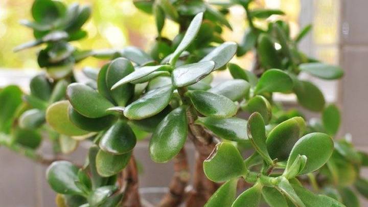 Por qué ponerle azúcar al árbol de jade: beneficios para la planta