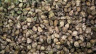 B.C.’s oysters are making people sick. The cause is disturbing.