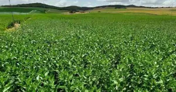 SLP, tercero en pérdidas agrícolas