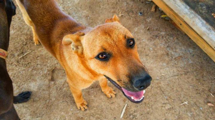Personal del ICATMI no está involucrado en el caso del maltrato al perro: director