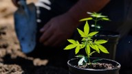 GOP tries to close ‘hemp loophole’ despite McConnell