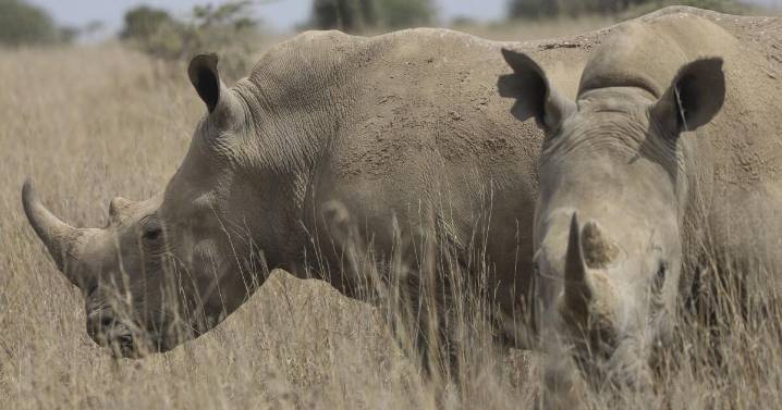 The world's black rhino numbers have increased, but there's bad news for others