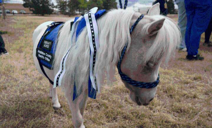 Miniature therapy horse joins Arapahoe County Sheriff's team