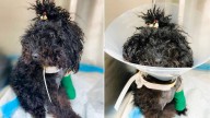 Sweet Pup In North Carolina Overcomes Heartbreak And Pain With Help From Rescuers