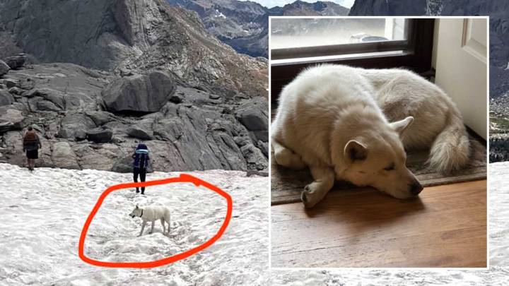 Husky Lost For 7 Days In Rugged Wind River Wilderness Is Back Home in Cheyenne
