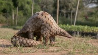El pangolín, el mamífero más traficado del mundo, en riesgo de extinción