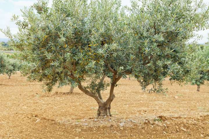There are many ways to kill a tree. Here are tips for keeping yours alive