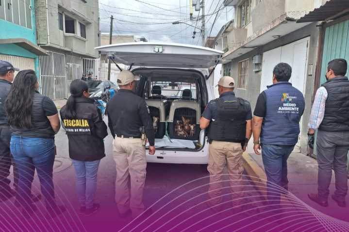 Rescatan 36 perros en condiciones de maltrato en Metepec