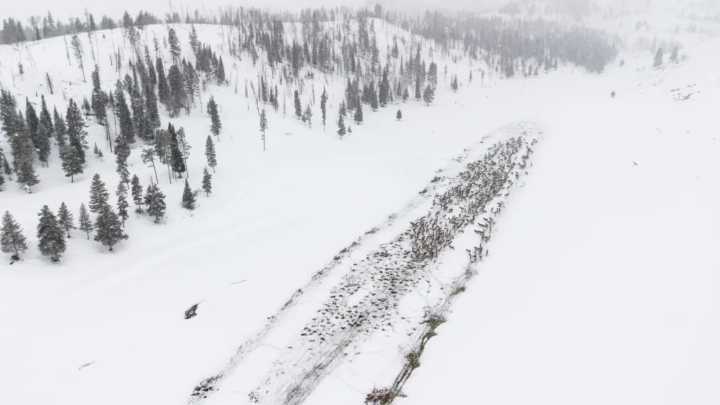 Feds OK 3 more years of Wyoming elk feeding in Hoback Basin where CWD ‘epidemic’ hit