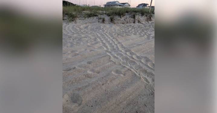 Storms like Hurricane Erin pose a perennial threat to sea turtle nests on North Carolina coast :: WRAL.com