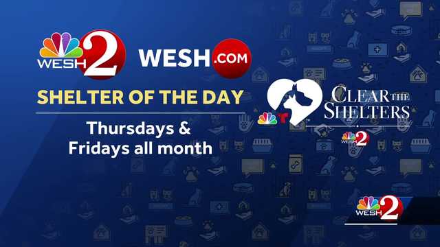 Adoptable pets at Sumter County Animal Services