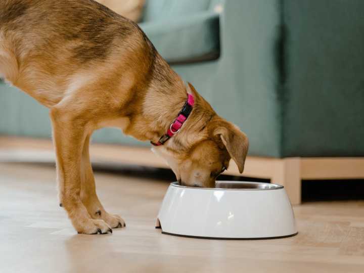 Retiraron lotes de esta popular comida para mascotas por riesgo de salmonella y listeria