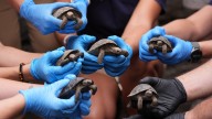 Philly Zoo reveals 16 endangered tortoise hatchlings