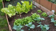 Calendario de siembra: esto es lo que debes cultivar en tu huerto en el mes de septiembre