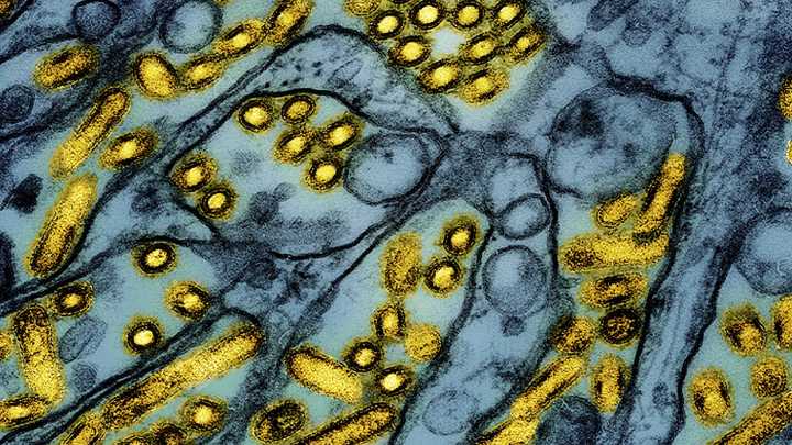 China prohíbe la importación de productos avícolas de España por la gripe aviar