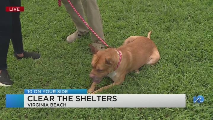 VB shelter has more than 200 animals ready to adopt