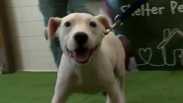 Adoptable pets at Sumter County Animal Services