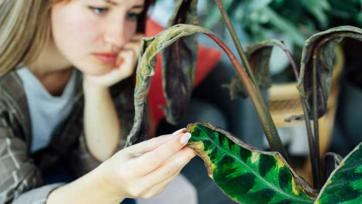 Your Plants Get Sunburned, Too: Here's How To Save Them