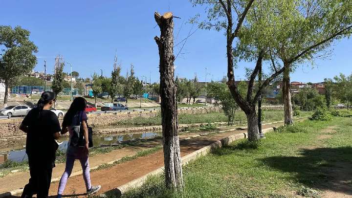 Arrancará campaña de reforestación en Parral: por cada árbol derribado, plantarán tres