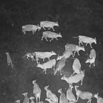Drones blasting AC/DC and Scarlett Johannson are helping biologists protect cattle from wolves