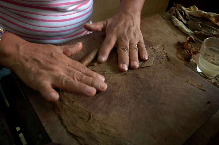 Cuba recupera la producción tabacalera