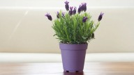 Desde el Cactus a la Lavanda: qué tipo de planta sos según tu fecha de nacimiento