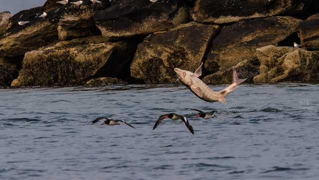 Sturgeon photobombs American oystercatchers along Maine coast
