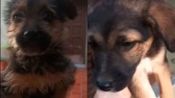Estas hermosas cachorritas buscan un hogar responsable