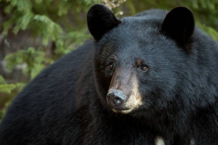 TWRA: Report of bears being intentionally fed in West Knoxville
