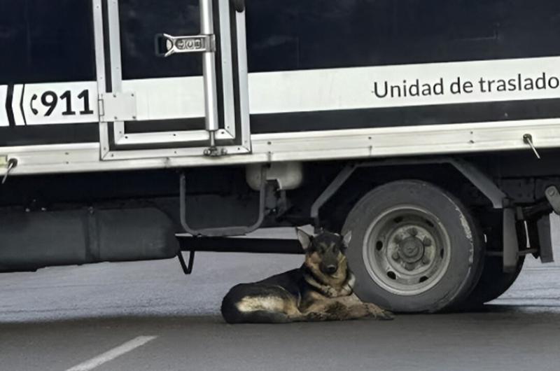 Murió atropellado y su perro lo acompañó hasta que retiraron su cuerpo