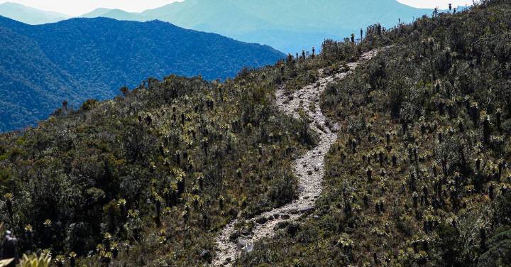 Ganaron los frailejones: el páramo del Sol seguirá cerrado al turismo