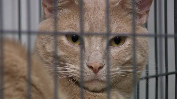 Norfolk SPCA has goal of 150 adoptions by end of August