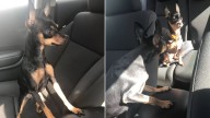 Georgia Woman Takes Her Dog Inside, Only To Be Shocked To See Her Already There
