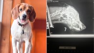Nebraska Woman Spots Beagle On Highway And Learns Alarming Truth At The Vet
