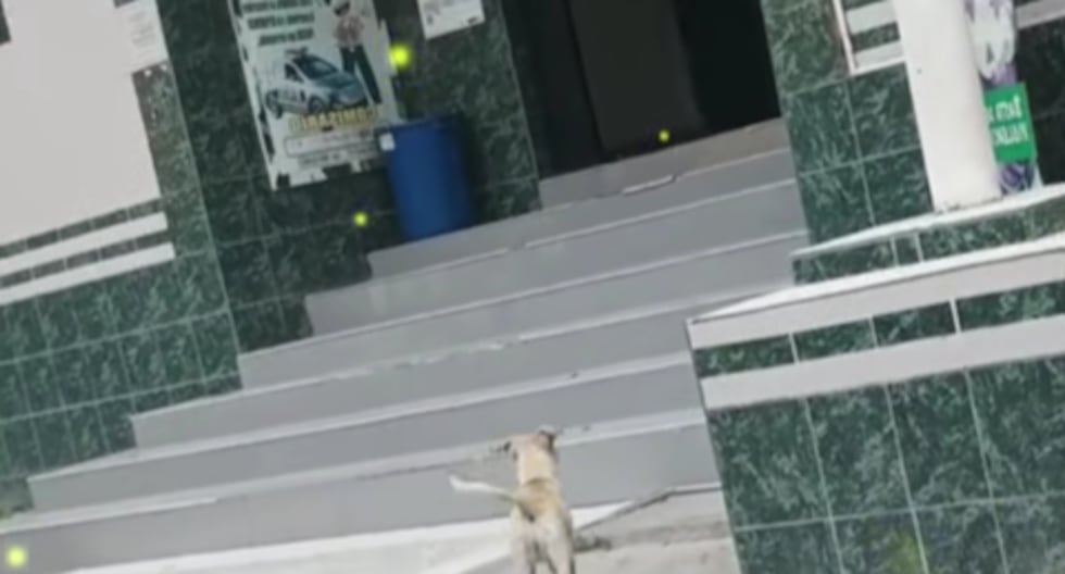 Denuncian que coronel PNP pidió desalojar a canes sin hogar de complejo policial de Lima Norte 