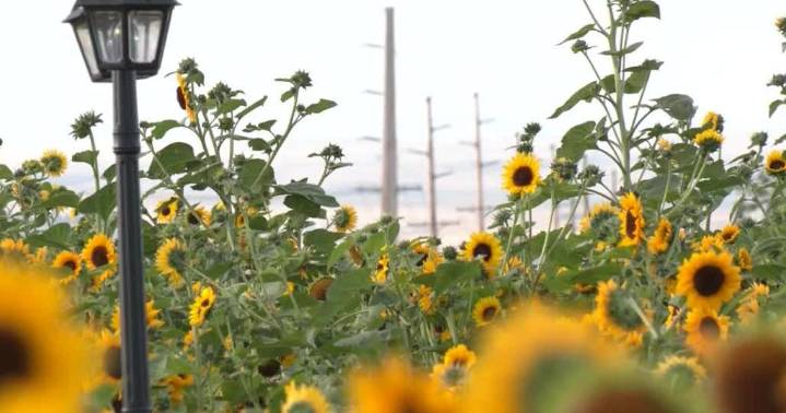 Sunflower fields prep for Sunflower Festival in Billings