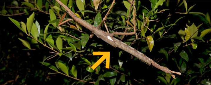 Giant Stick Insect Found Hiding in Rainforest May Be Australia's Heaviest