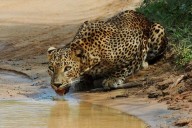 Suspected rise in targeted leopard killings worries conservationists in Sri Lanka