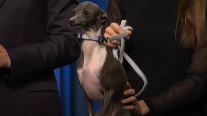 Seth Meyers' Dog Frisbee Died. While Kenan Thompson, Rachel Dratch And More Sent Condolences, Others Jokingly Called Out Andy Samberg's Feud With Her