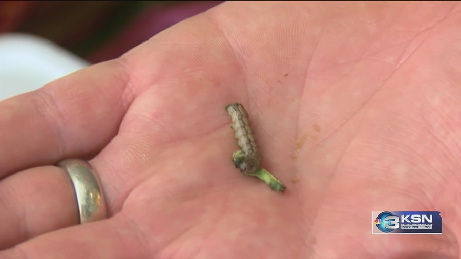 Armyworms invade Kansas lawns, causing damage