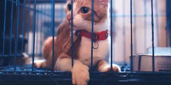 State orders Pasquotank County animal shelter to cease and desist due to welfare concerns
