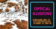 Everyone Sees The Man, Only Geniuses See The Rest: Solve 19 Viral Optical Illusions