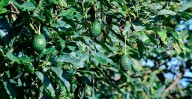 Michoacán, líder en formalización laboral en la agroexportación de aguacate: Sedeco
